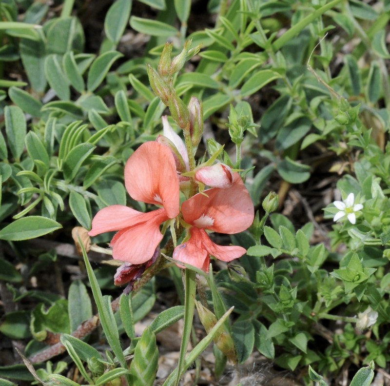 Coastal Indigo photo 3