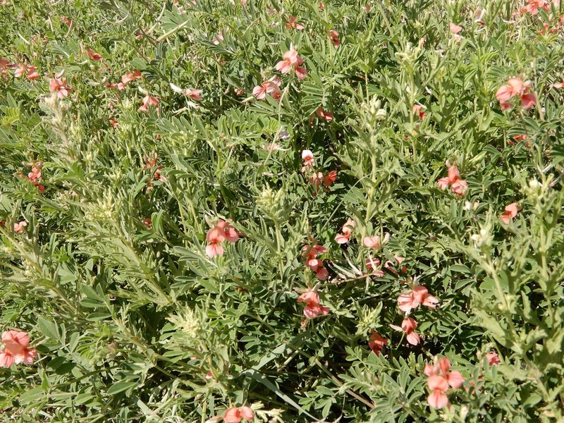 Coastal Indigo photo 4