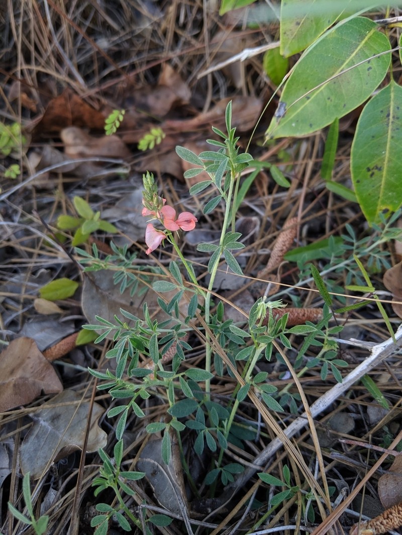 Coastal Indigo photo 7