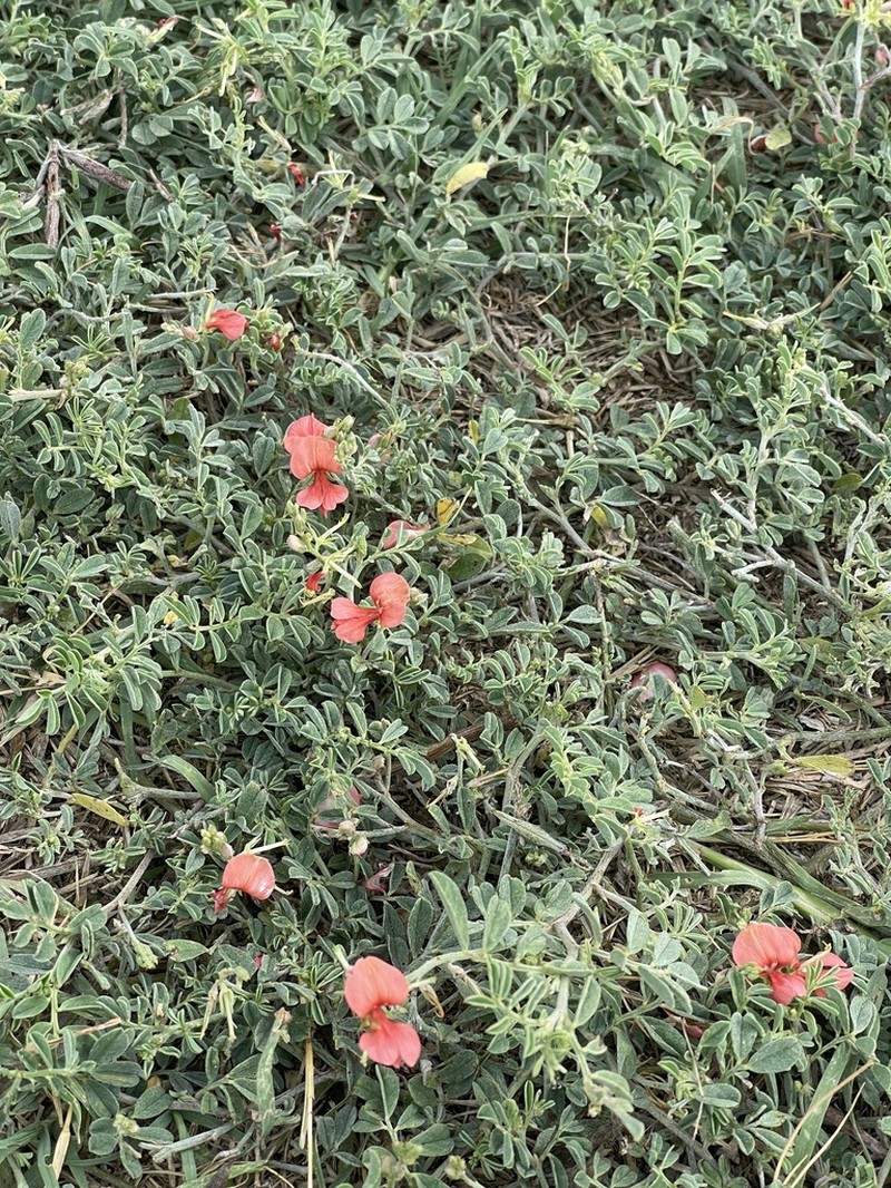 Coastal Indigo photo 8