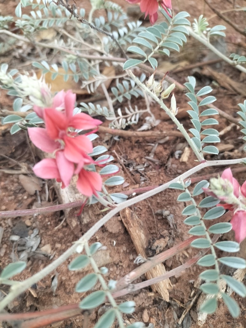 Indigofera mollicoma