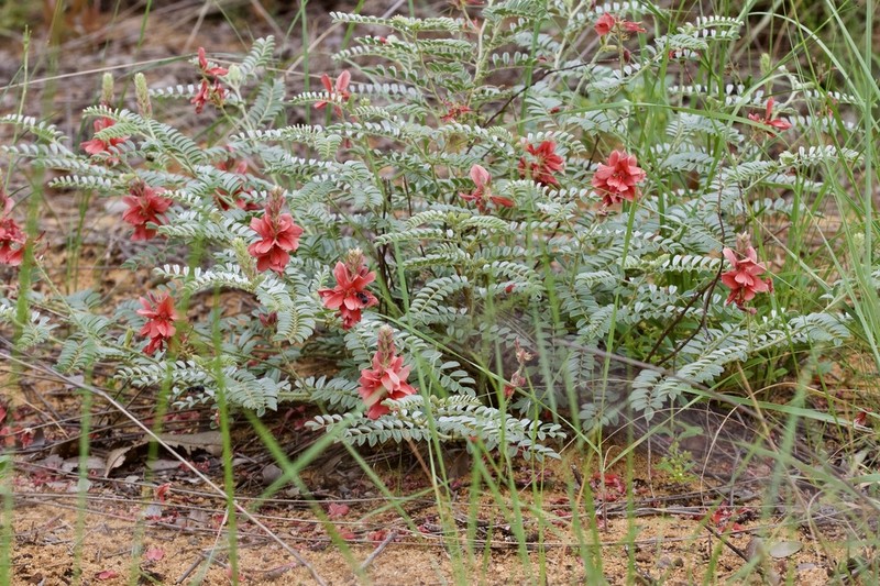 Indigofera mollicoma photo 2