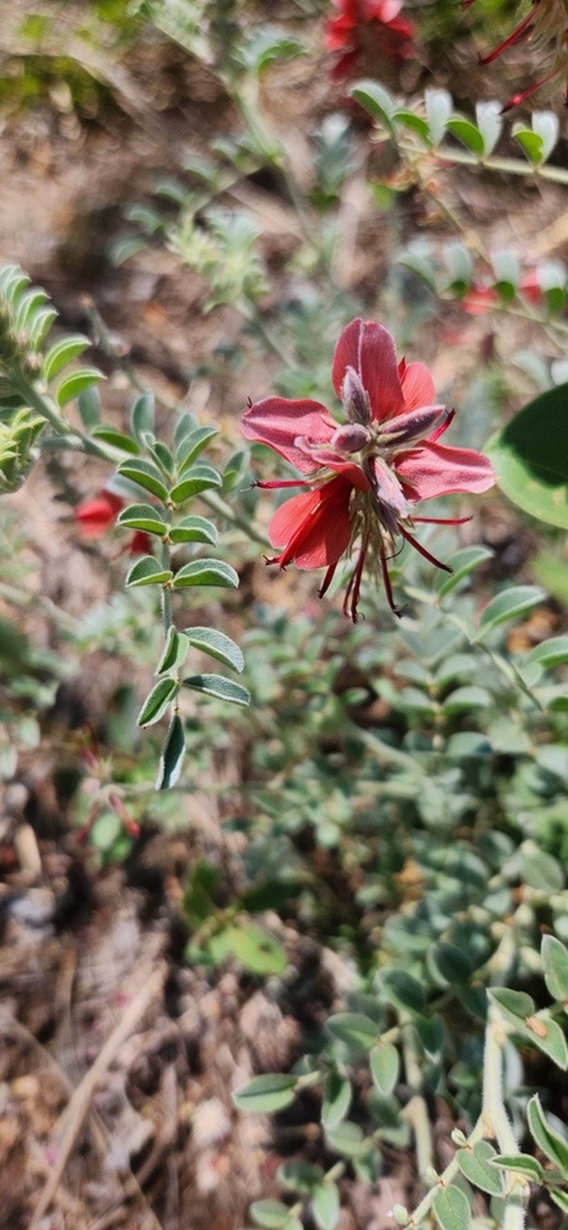 Indigofera mollicoma photo 5