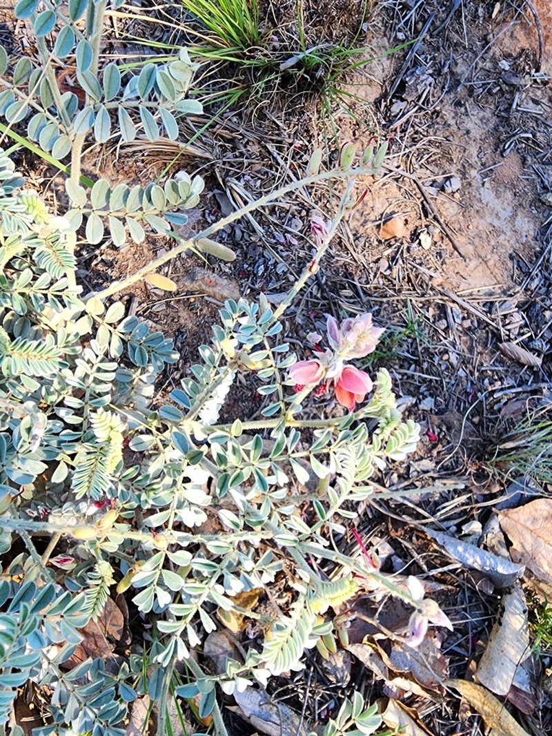Indigofera mollicoma photo 6