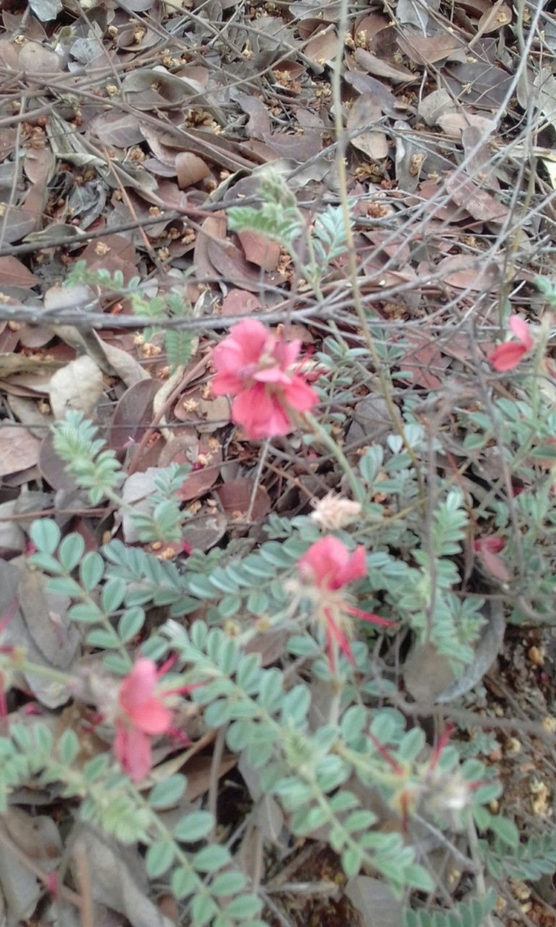 Indigofera mollicoma photo 7