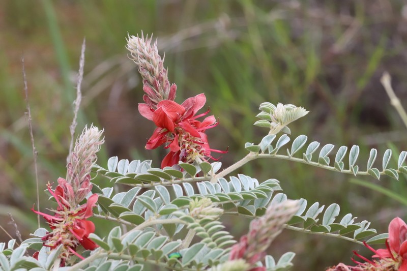 Indigofera mollicoma photo 8