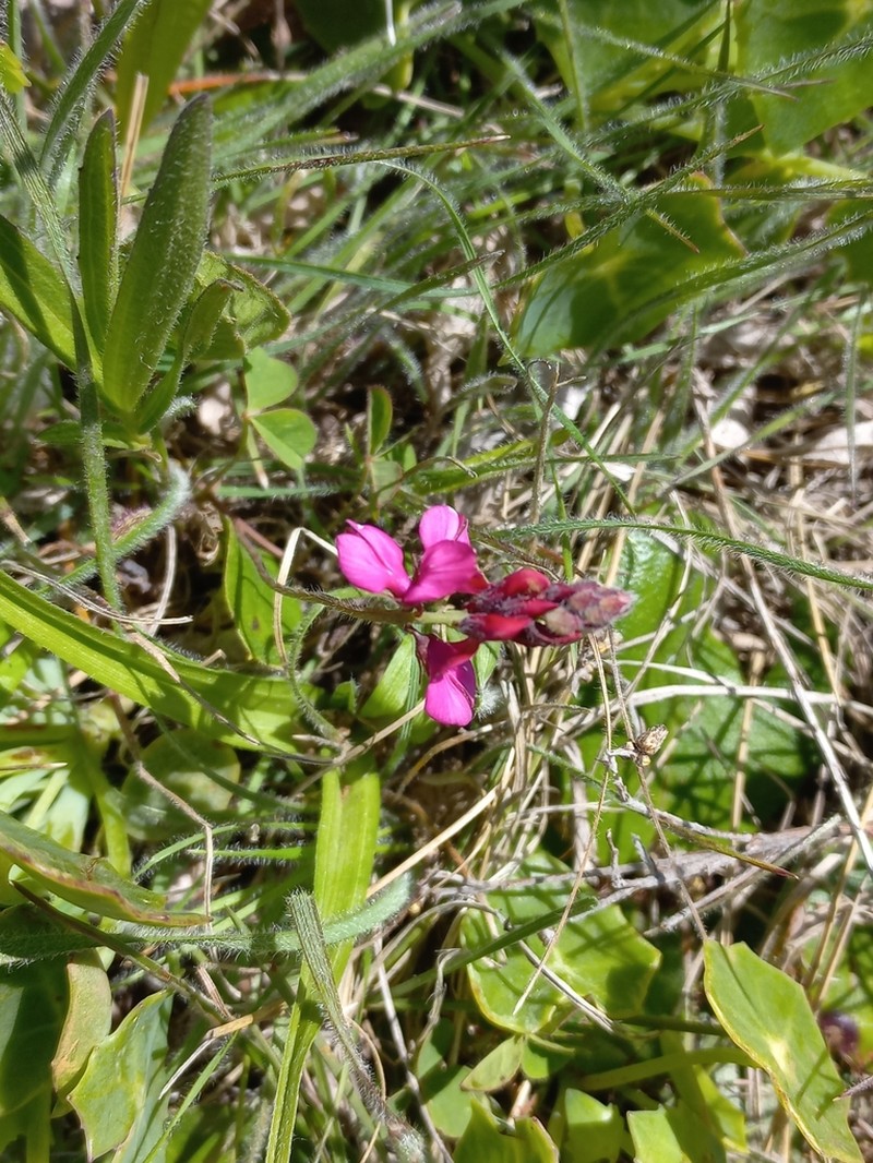 Indigofera mollis