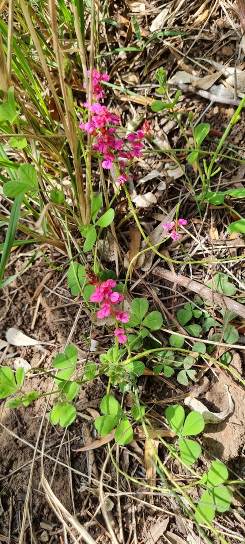 Indigofera mollis photo 2