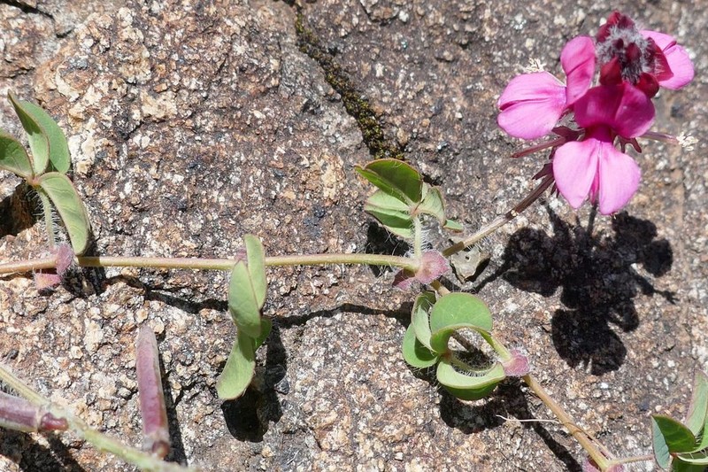 Indigofera mollis photo 3