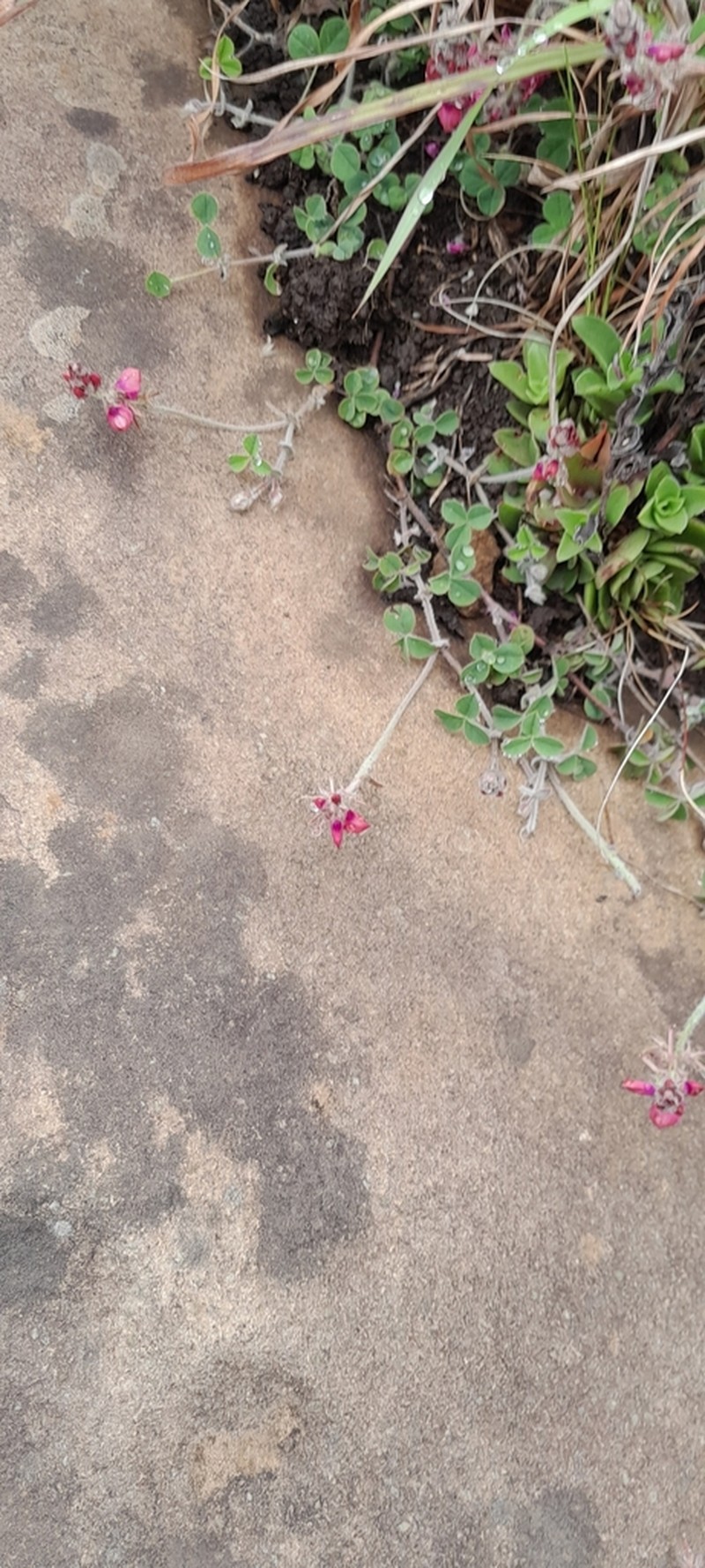 Indigofera mollis photo 4