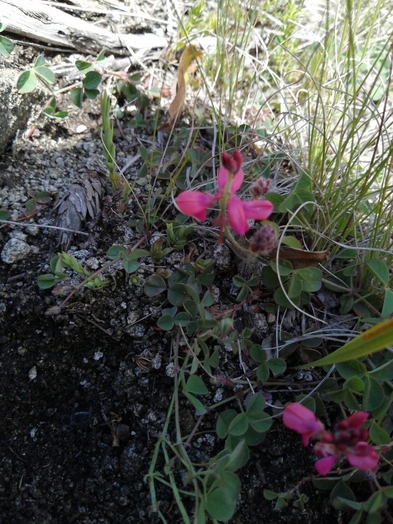 Indigofera mollis photo 5
