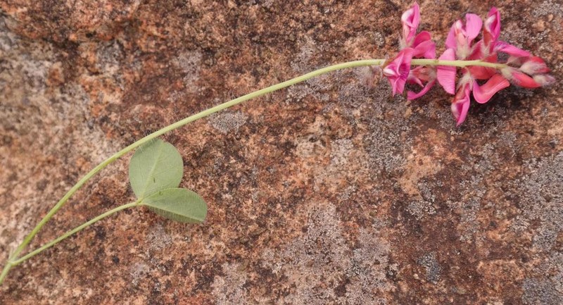 Indigofera mollis photo 6