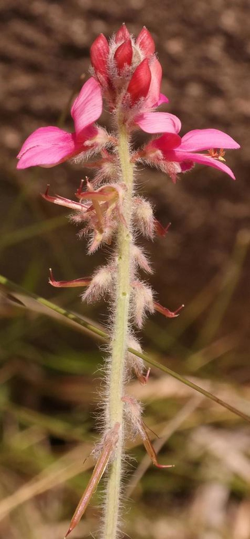 Indigofera mollis photo 7