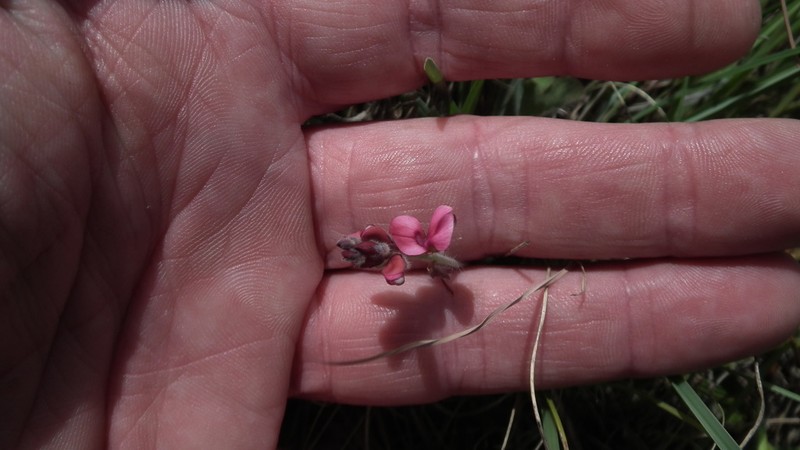 Indigofera mollis photo 8