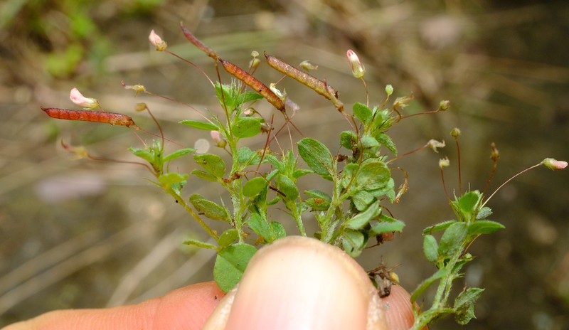 Indigofera monantha