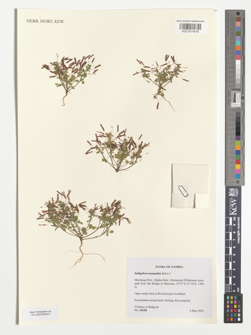 Indigofera monantha photo 2