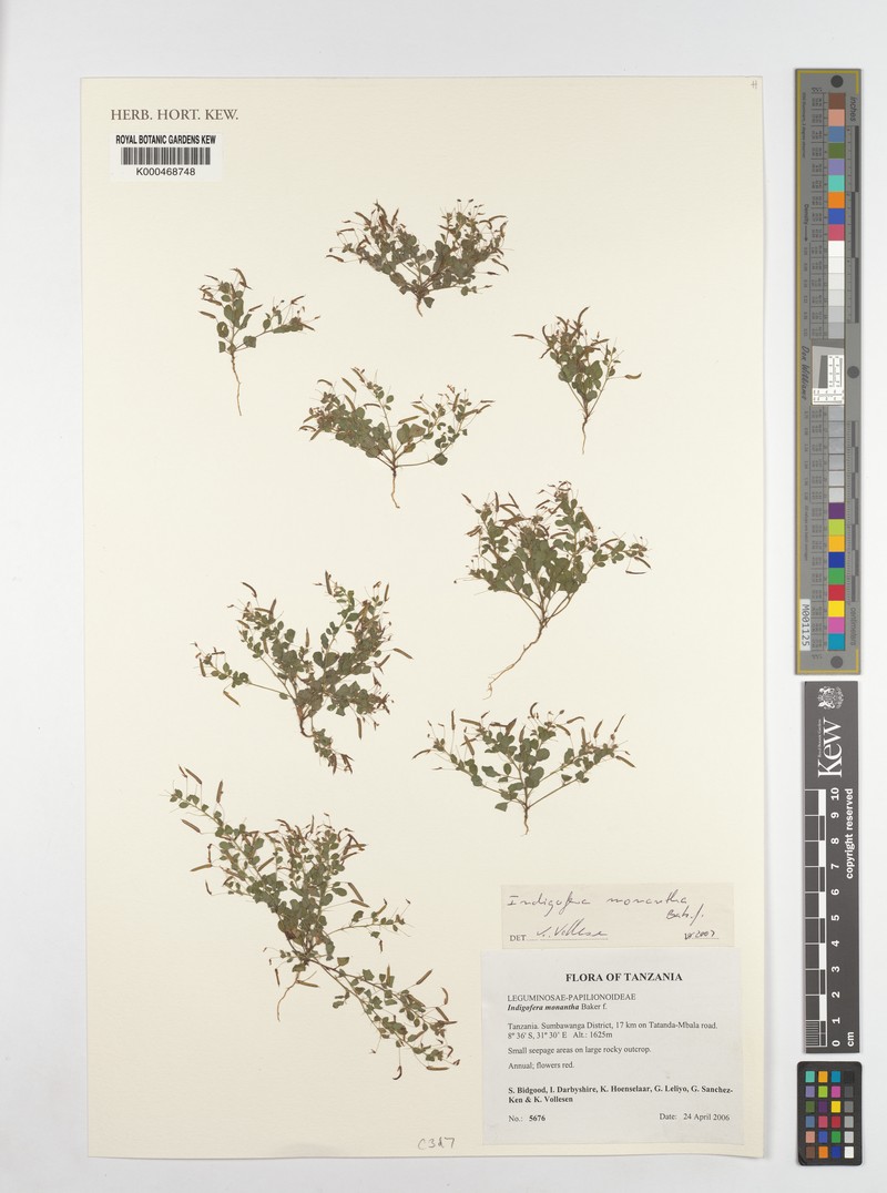 Indigofera monantha photo 3