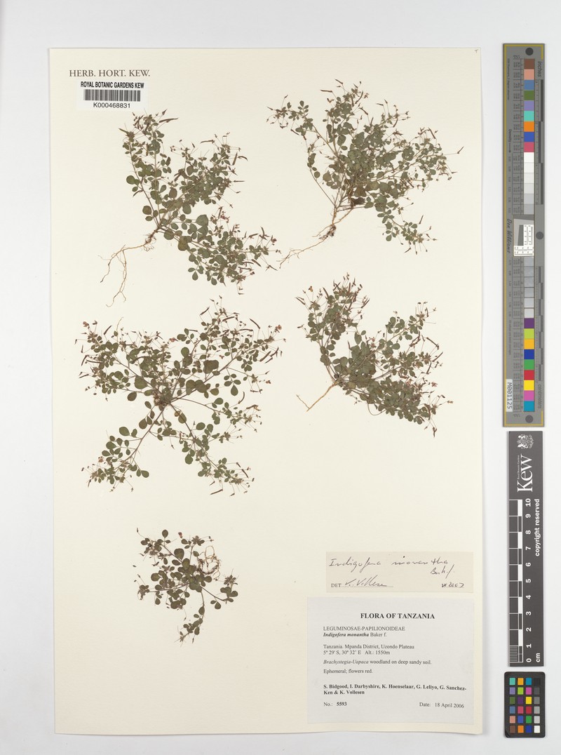 Indigofera monantha photo 4
