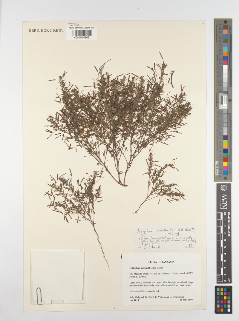 Indigofera monanthoides