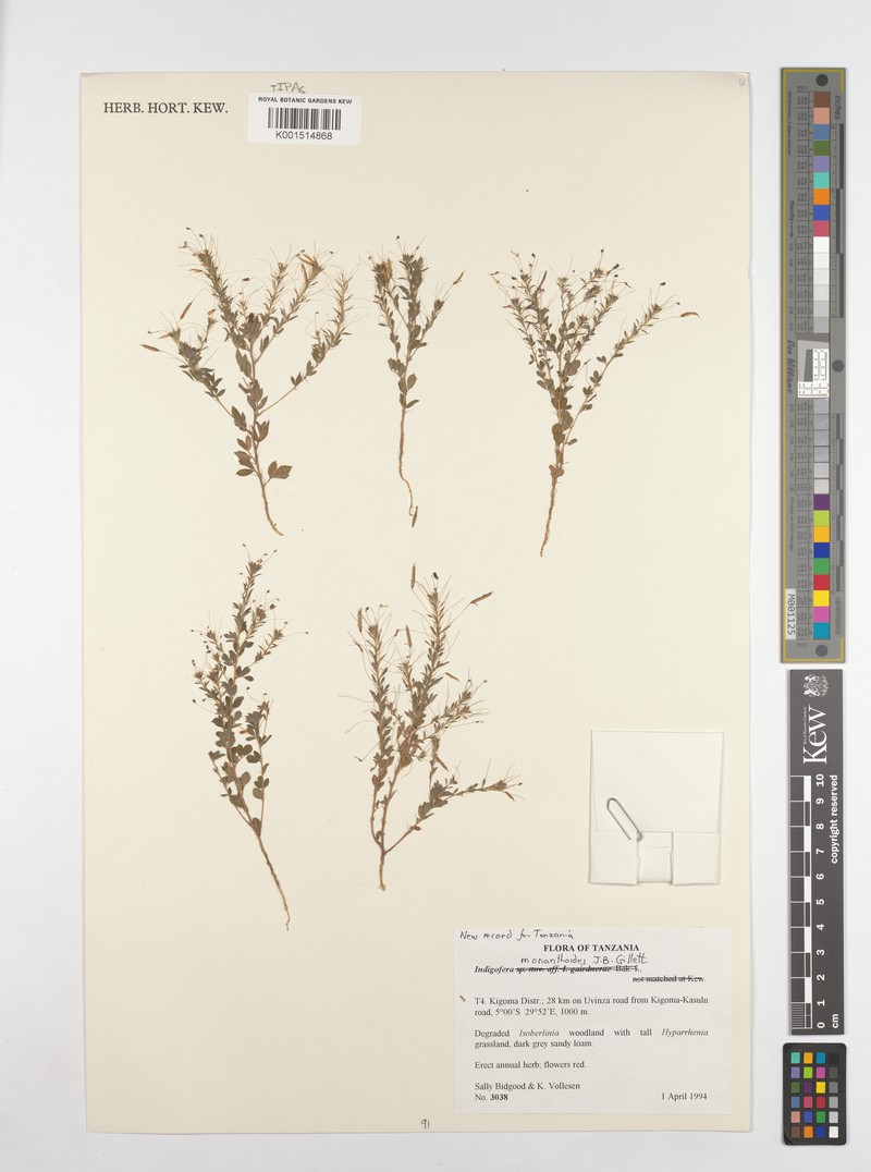 Indigofera monanthoides photo 2