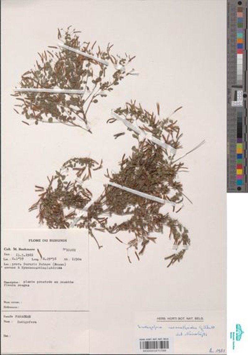 Indigofera monanthoides photo 3