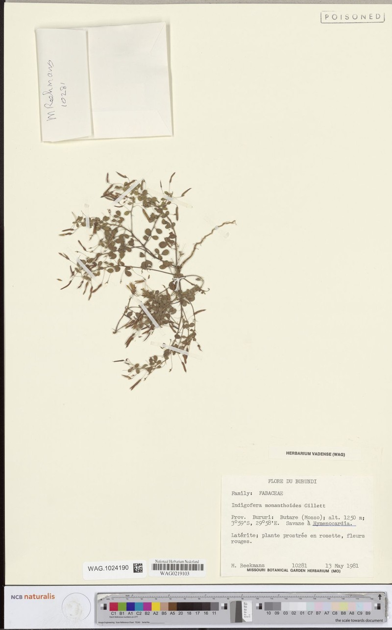 Indigofera monanthoides photo 4