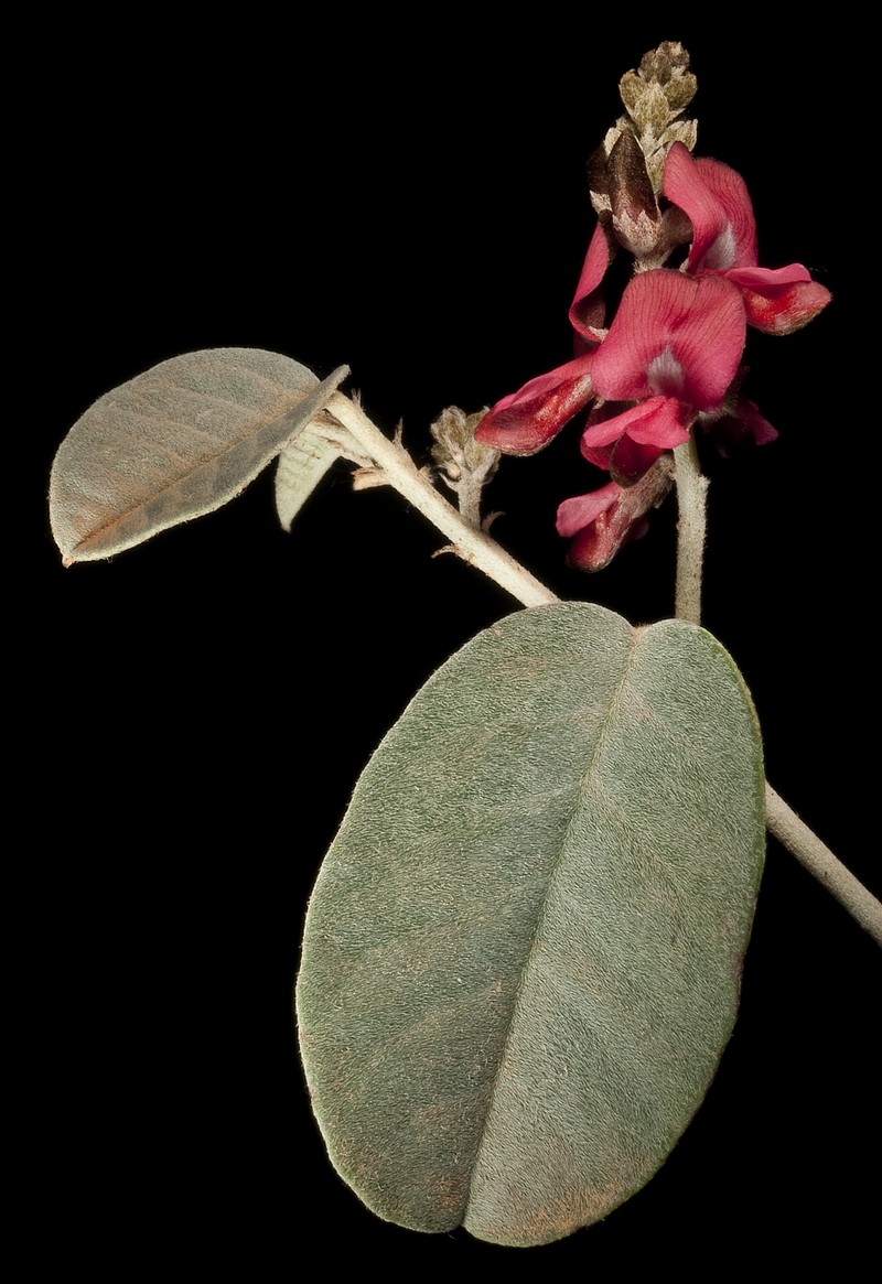 Indigofera monophylla