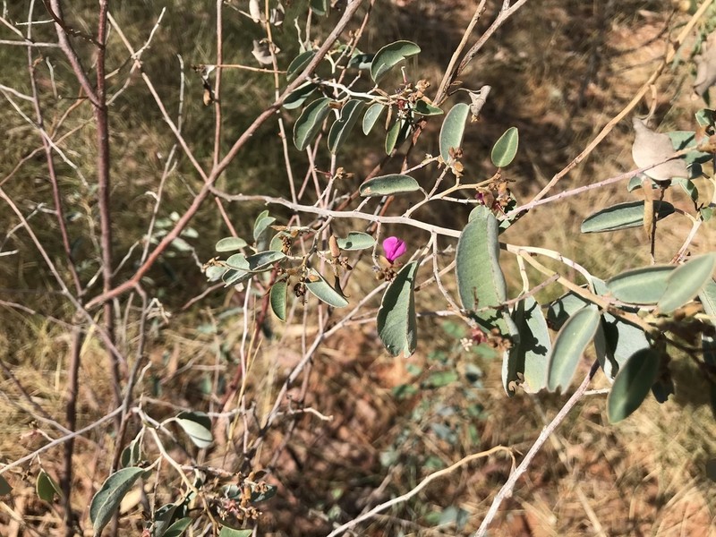 Indigofera monophylla photo 2