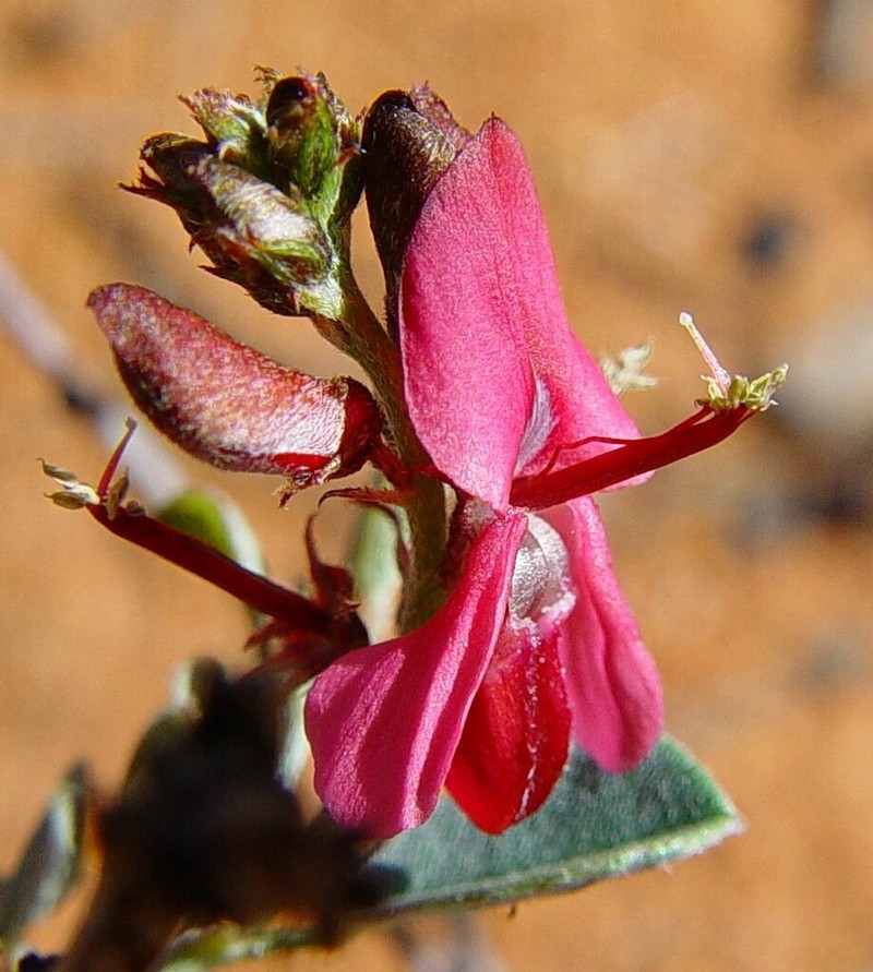 Indigofera monophylla photo 3