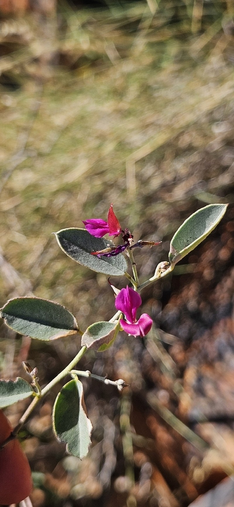 Indigofera monophylla photo 4