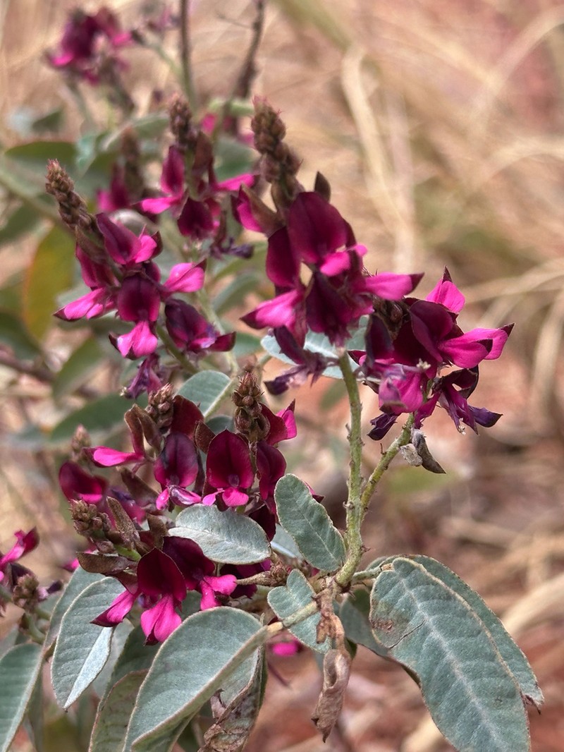 Indigofera monophylla photo 5