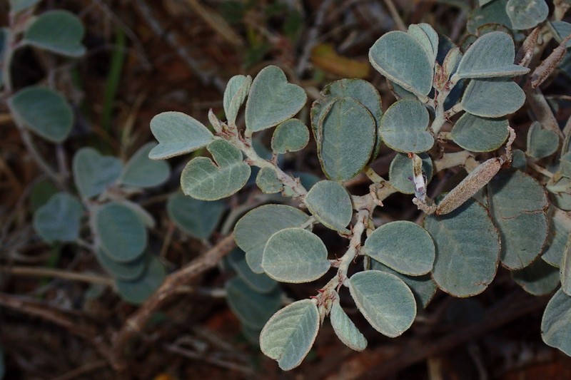 Indigofera monophylla photo 7