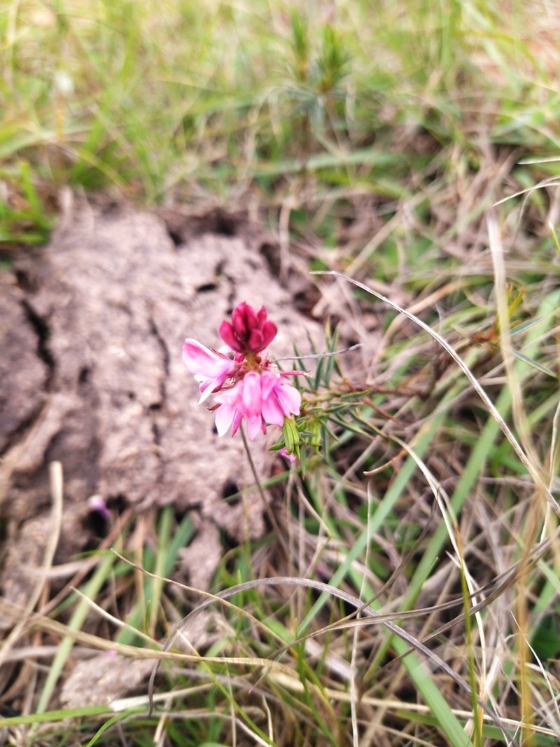 Indigofera monostachya photo 2