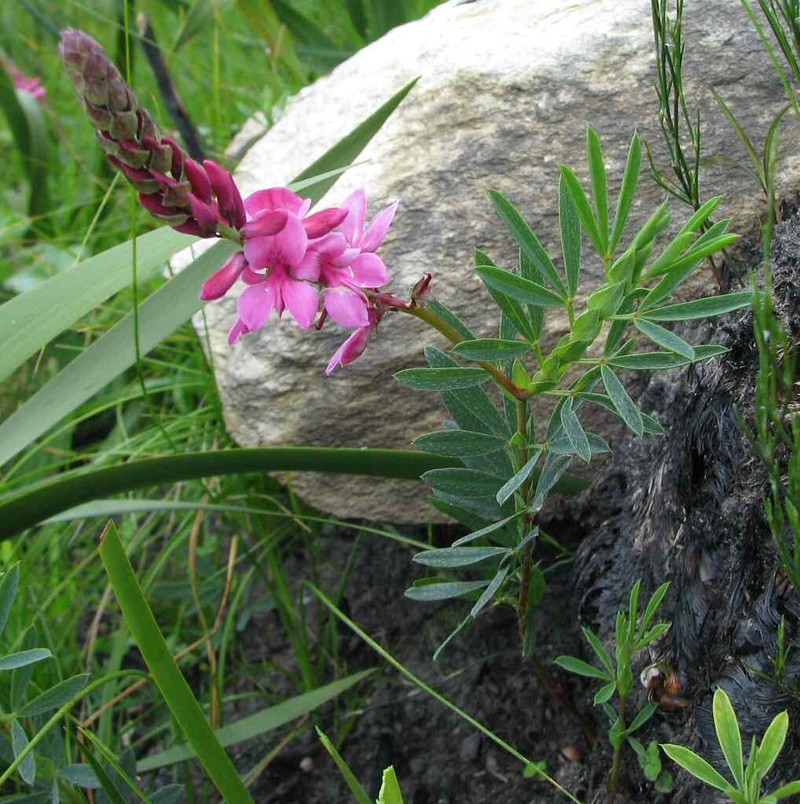 Indigofera monostachya photo 3