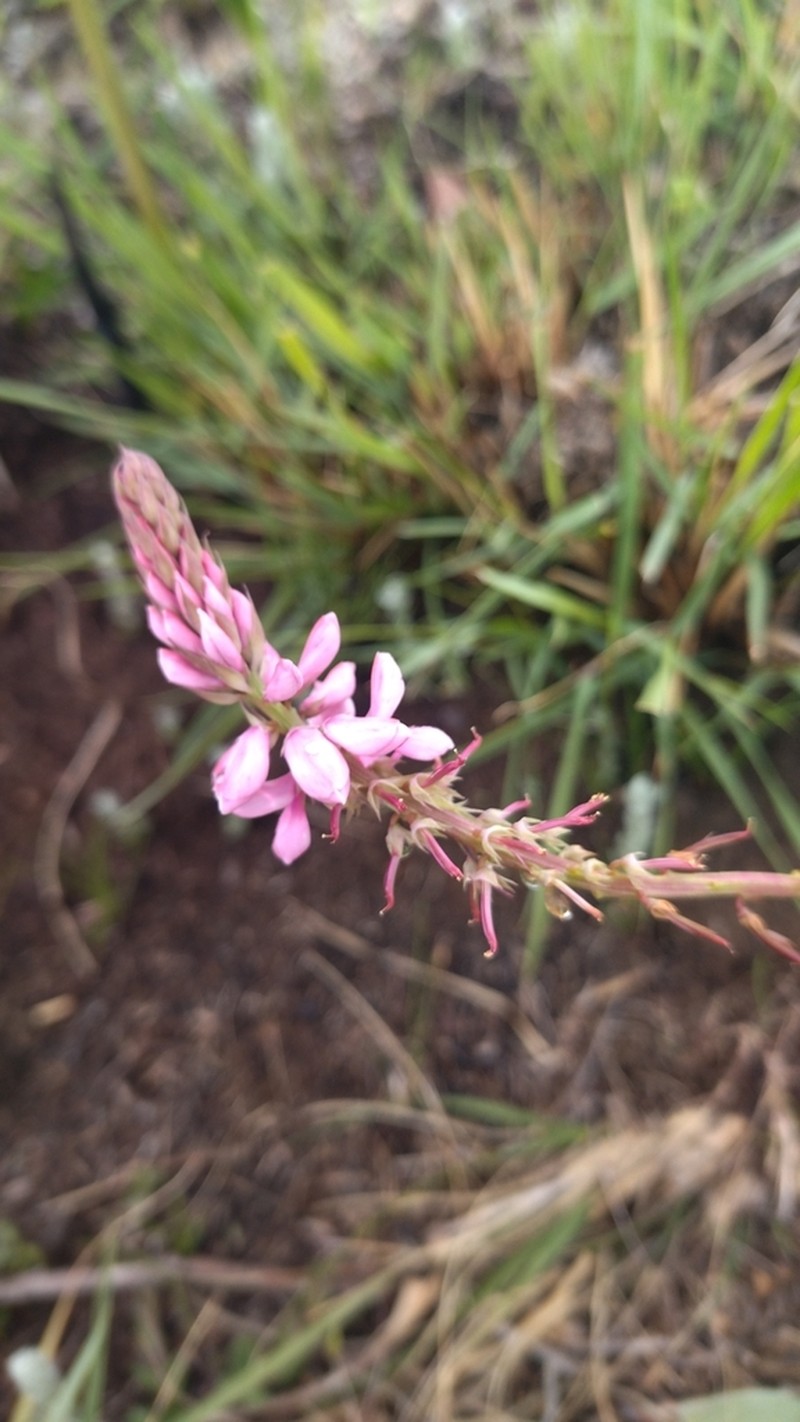 Indigofera monostachya photo 6