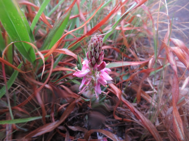 Indigofera monostachya photo 7