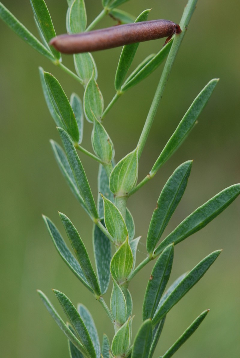 Indigofera monostachya photo 8