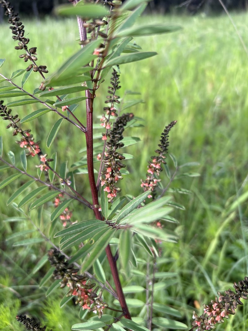 Indigofera montana photo 2