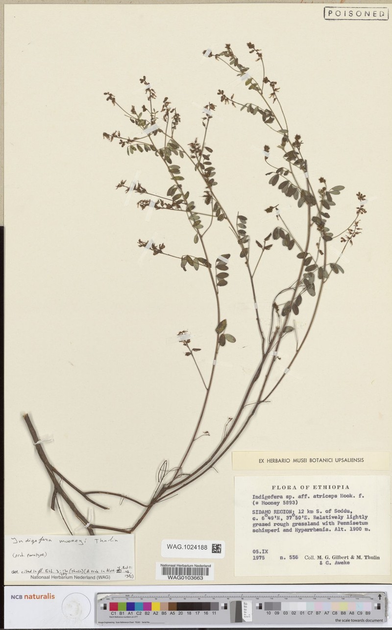 Indigofera mooneyi
