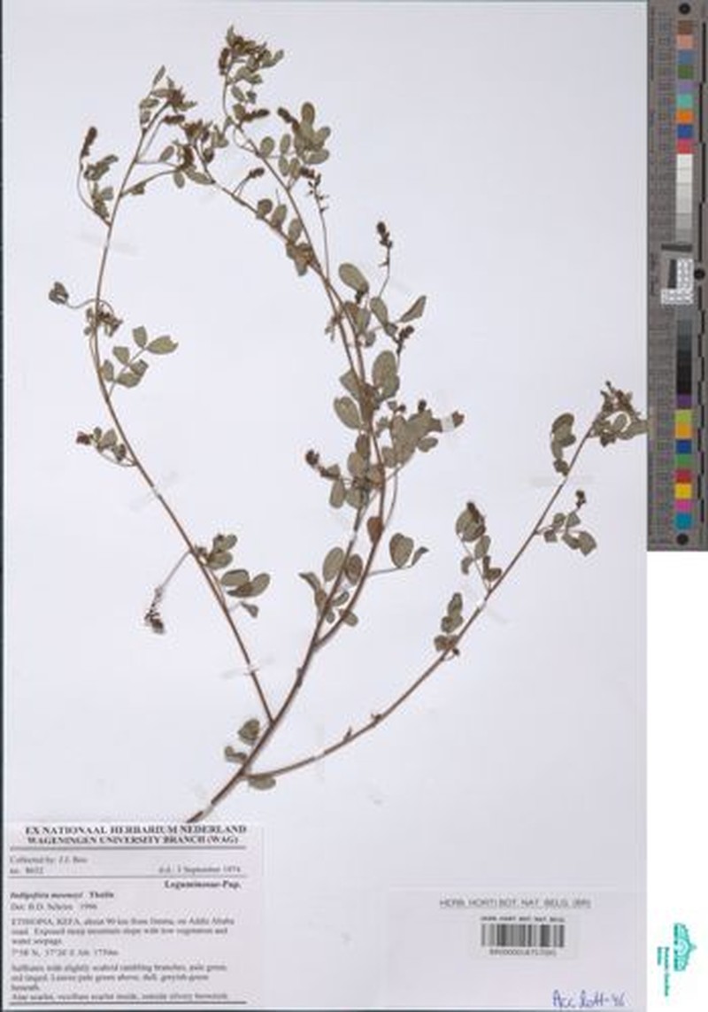 Indigofera mooneyi photo 2