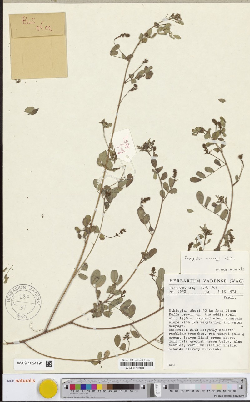Indigofera mooneyi photo 3