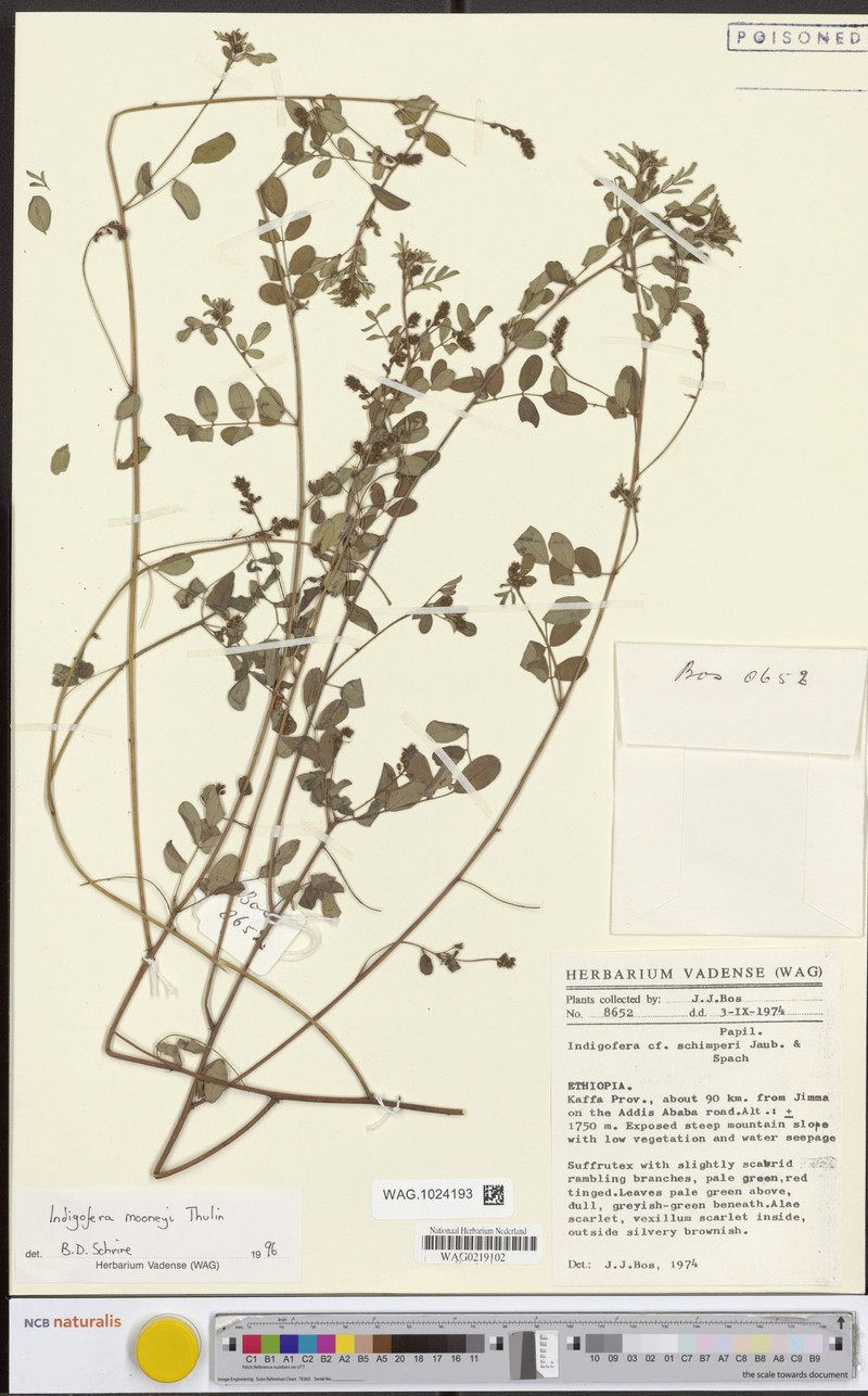 Indigofera mooneyi photo 4