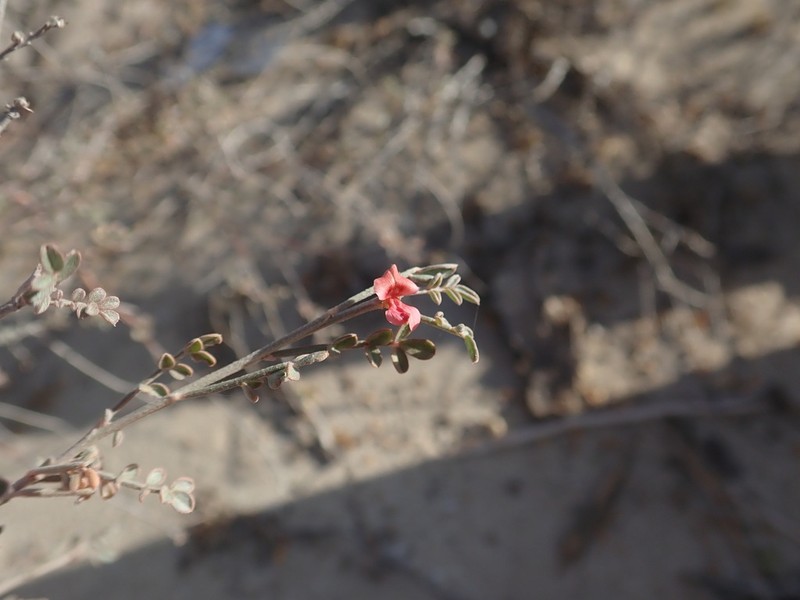 Indigofera mouroundavensis