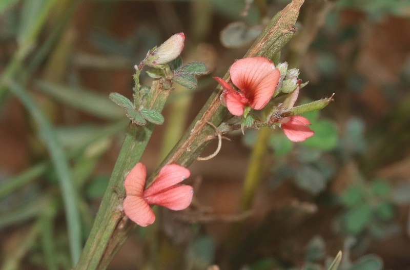 Indigofera mouroundavensis photo 2
