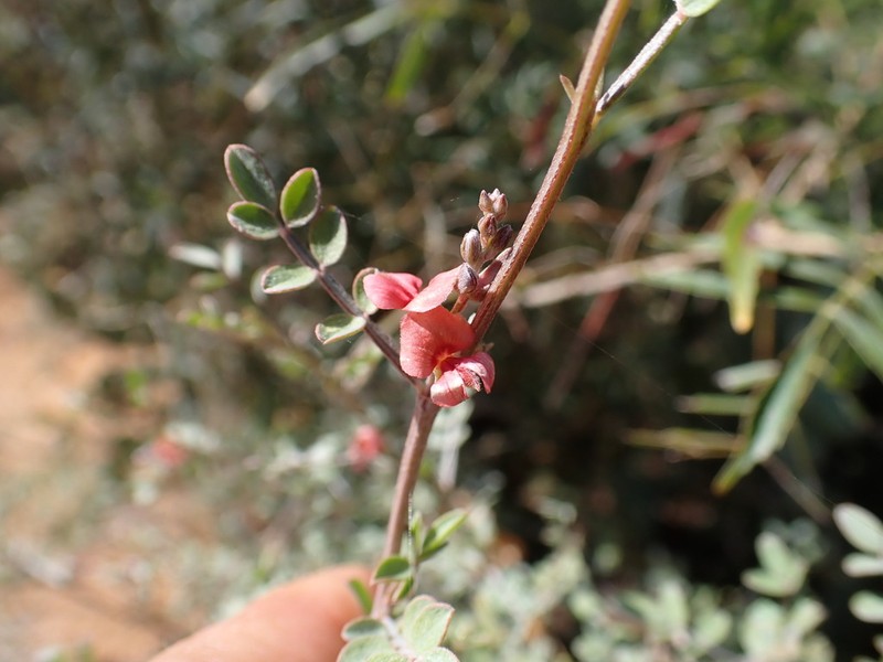 Indigofera mouroundavensis photo 3