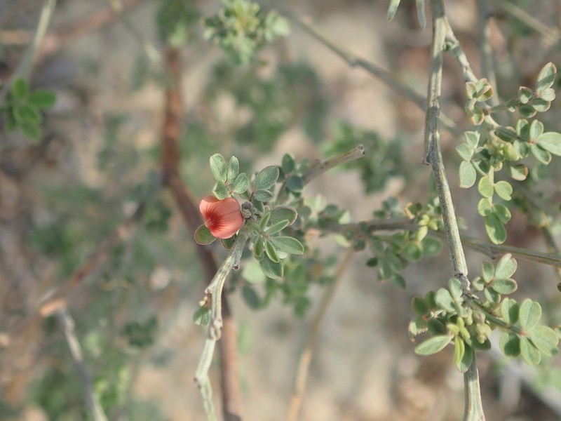 Indigofera mouroundavensis photo 4