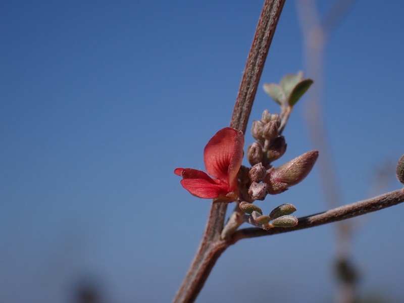 Indigofera mouroundavensis photo 5