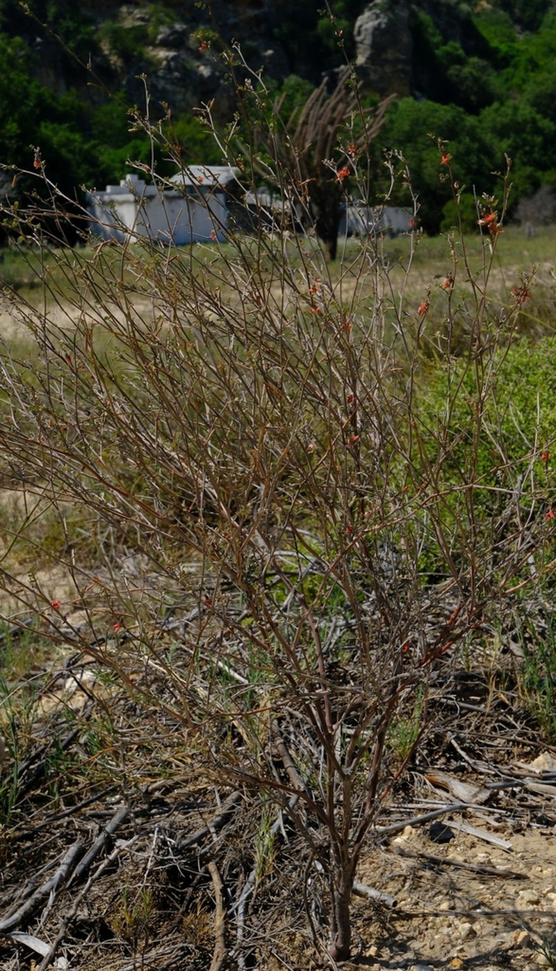 Indigofera mouroundavensis photo 6