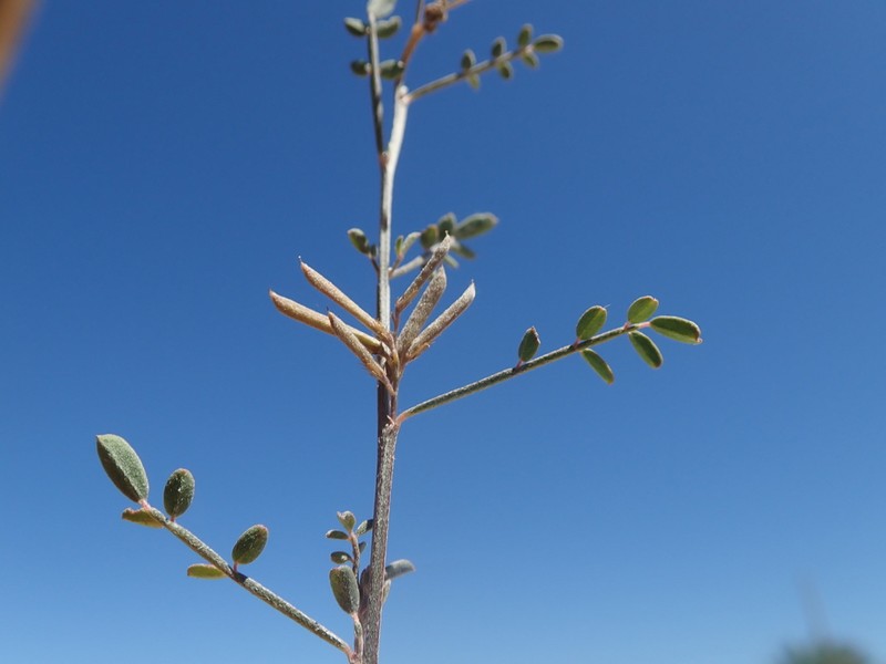 Indigofera mouroundavensis photo 7