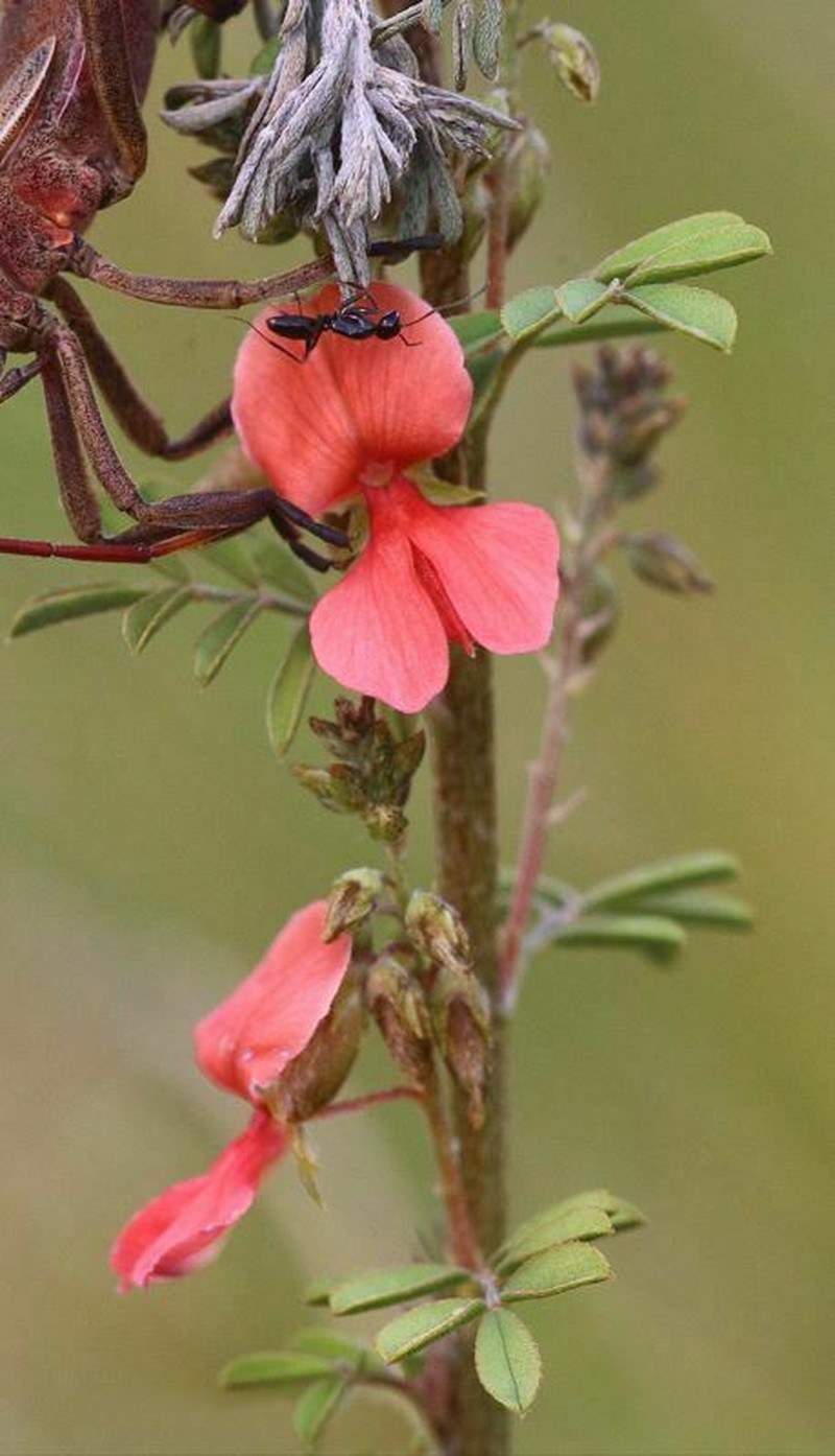 Indigofera mouroundavensis photo 8
